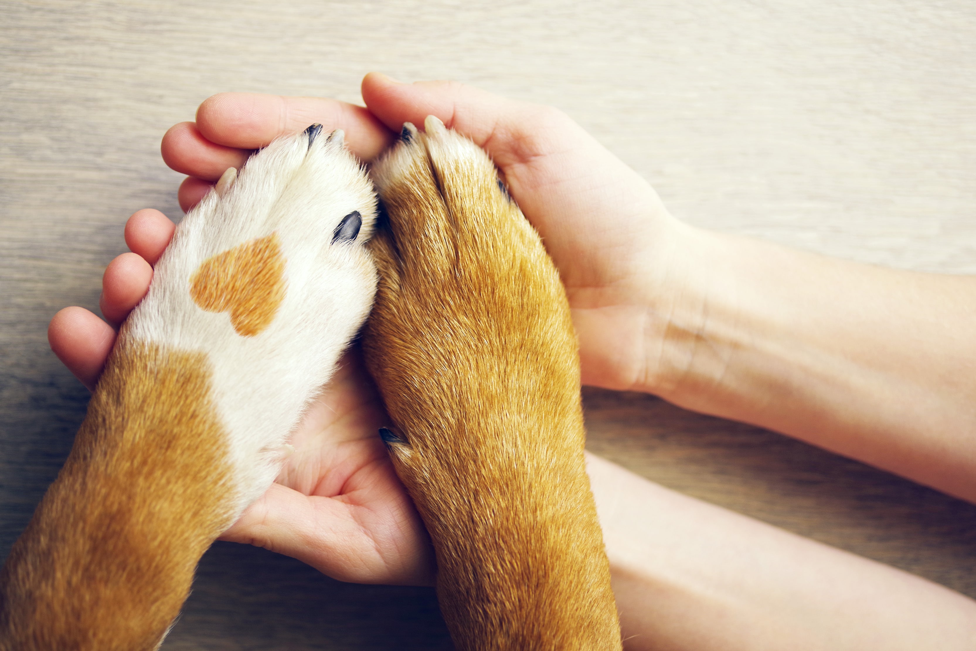 A dog's paws placed gently on it's owner's hands in a gesture of connection