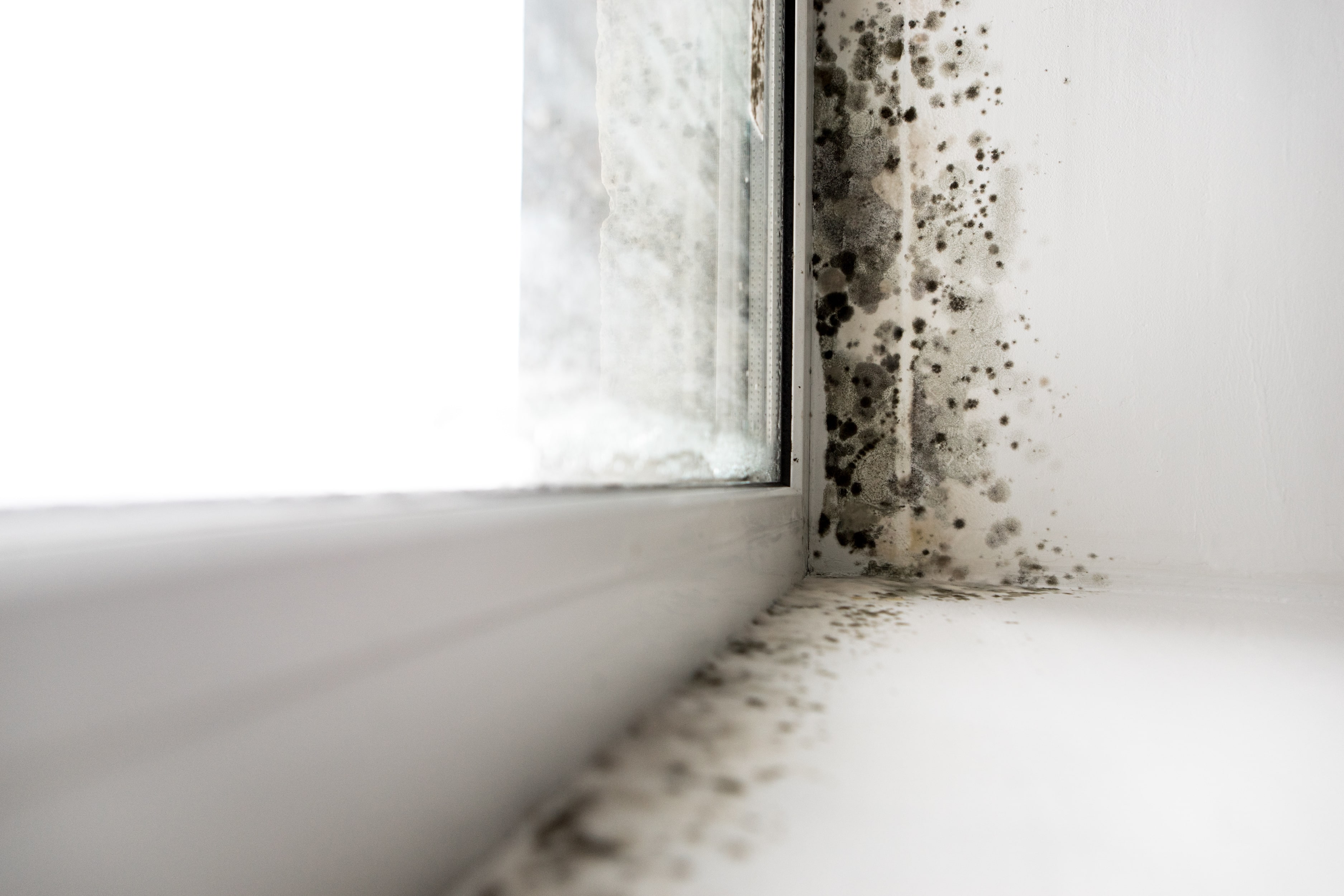 A corner of an interior window sill speckled with black mould.