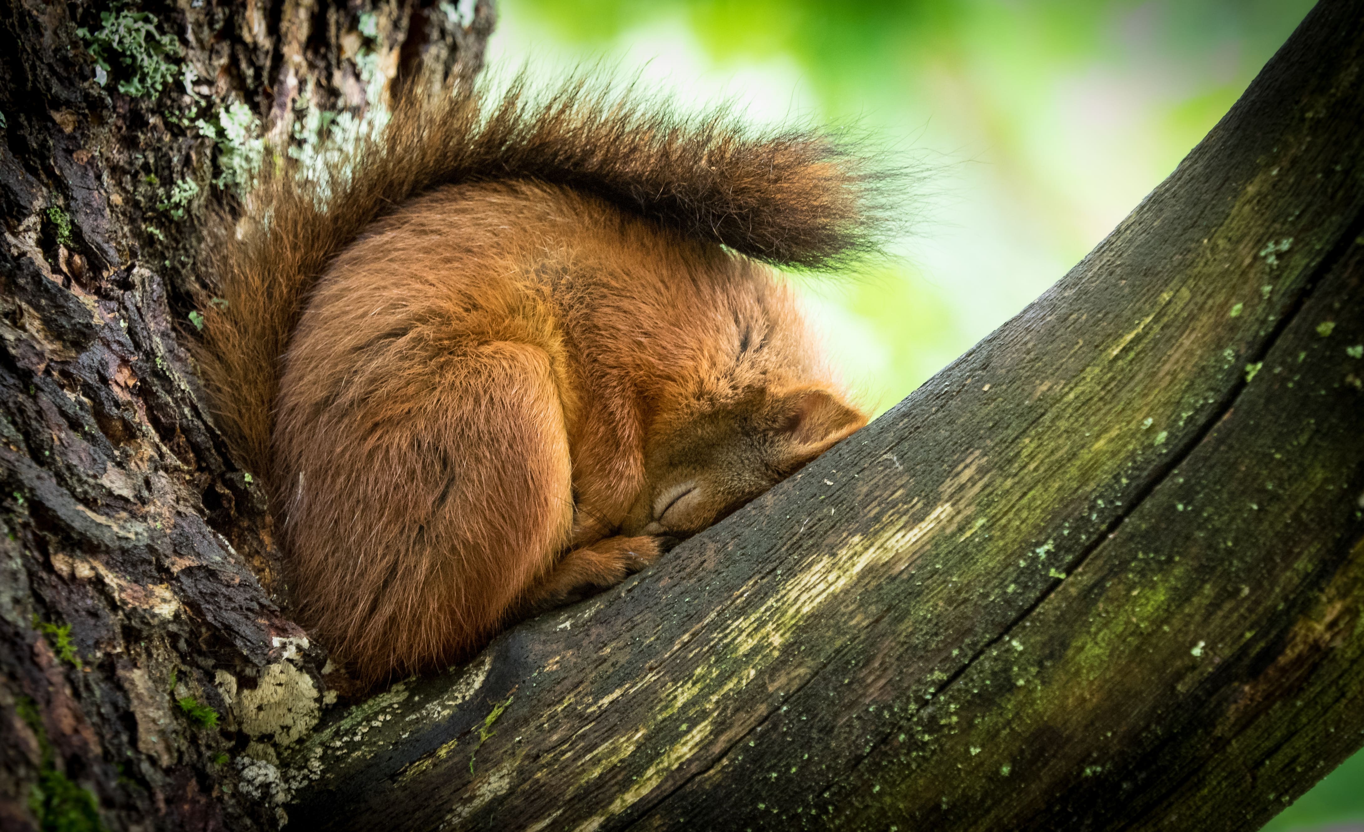 A red squirrel sleeping between two branches