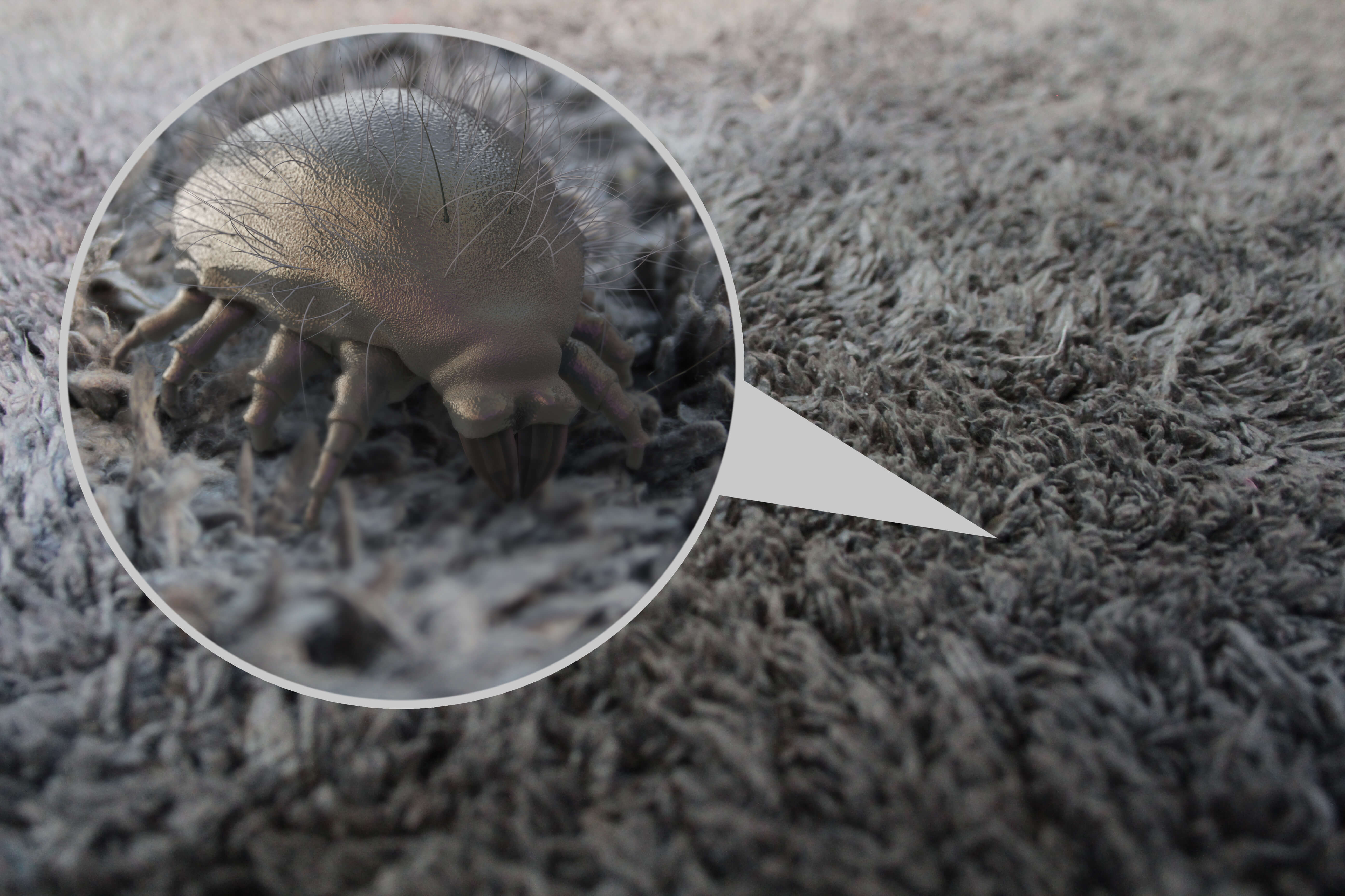 An enlarged image of a dust mite that can be found in a shaggy carpet pile
