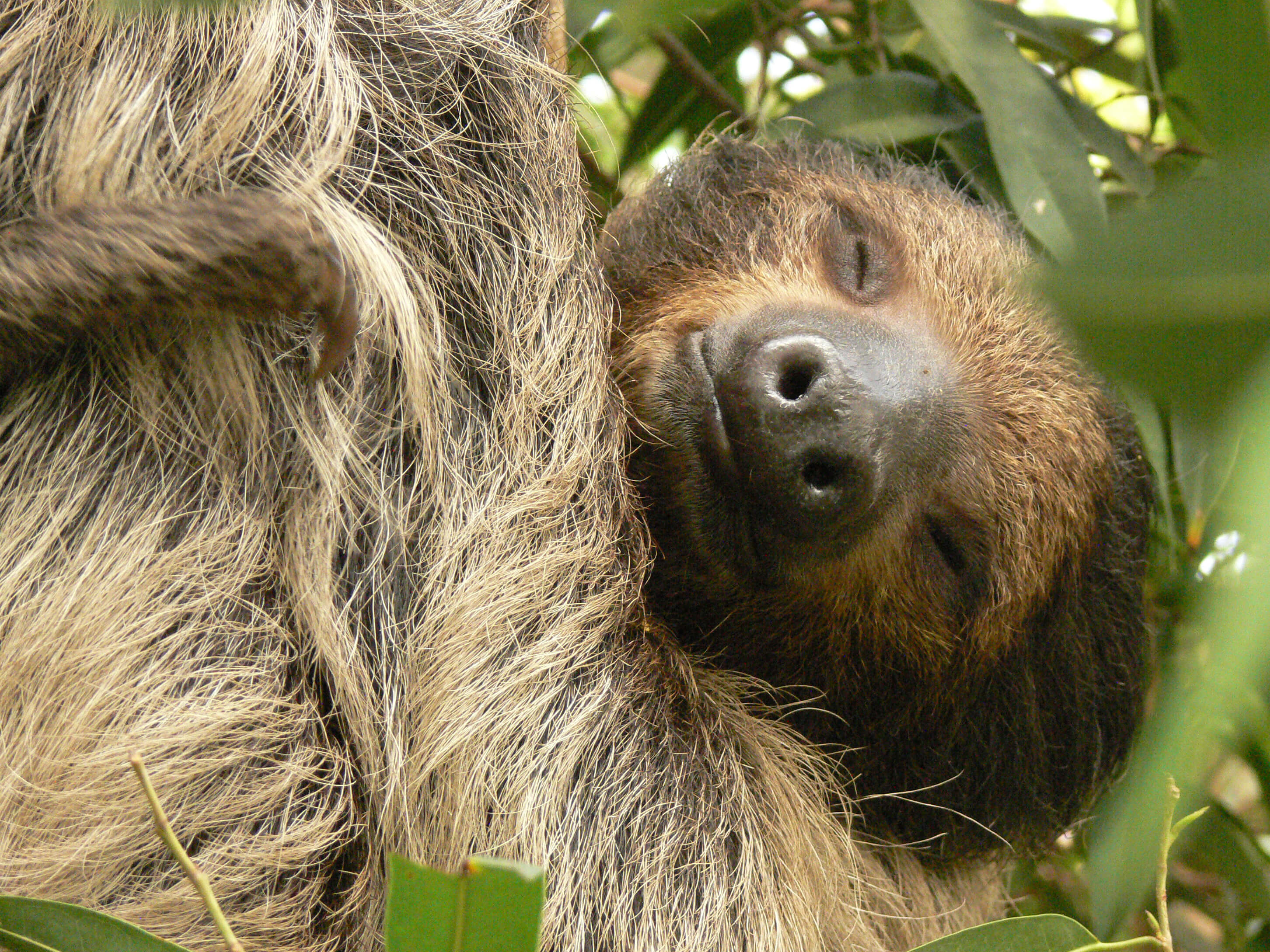 A sloth sleeping among some green leaves