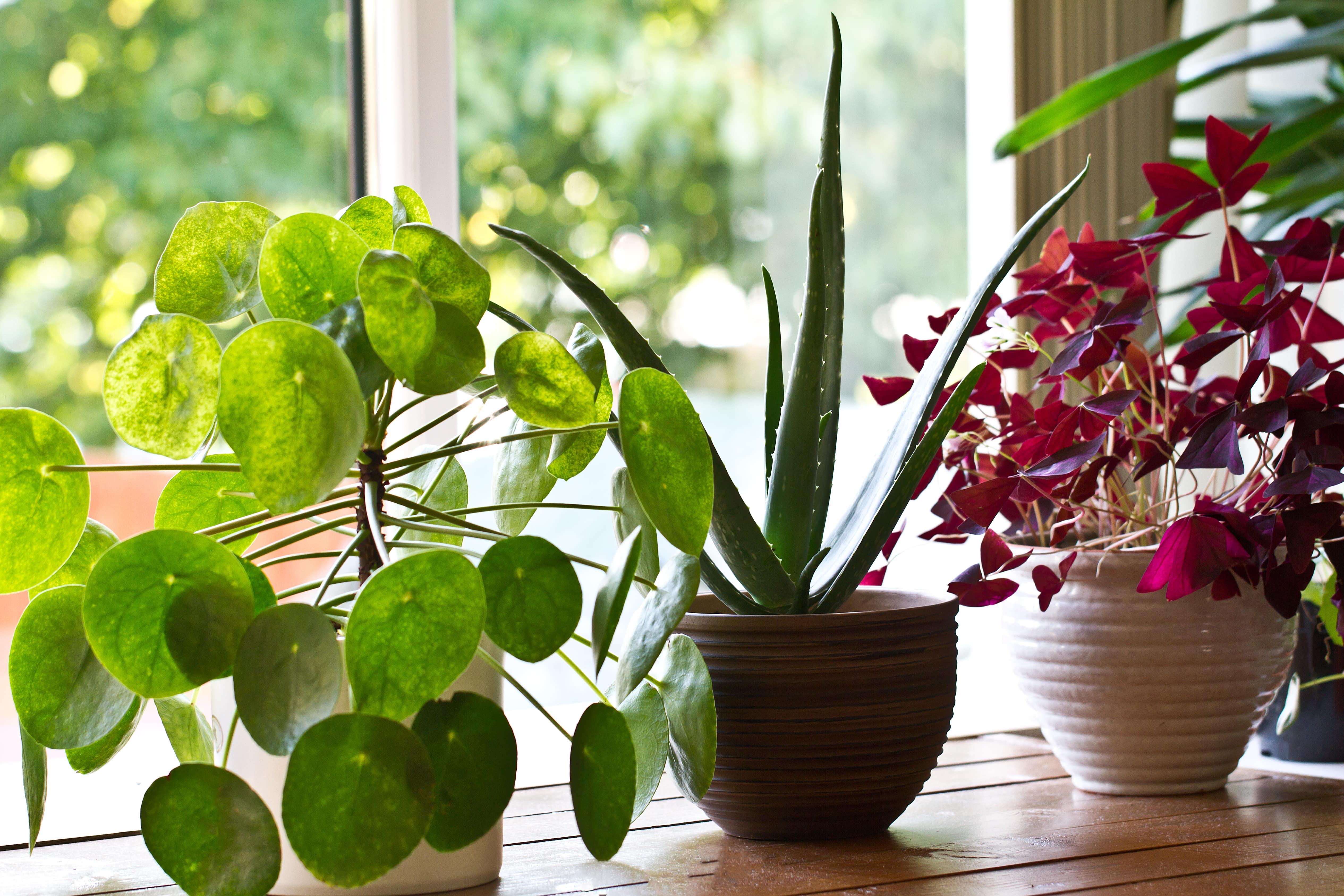 Three air purifying house plants positioned by a bedroom window