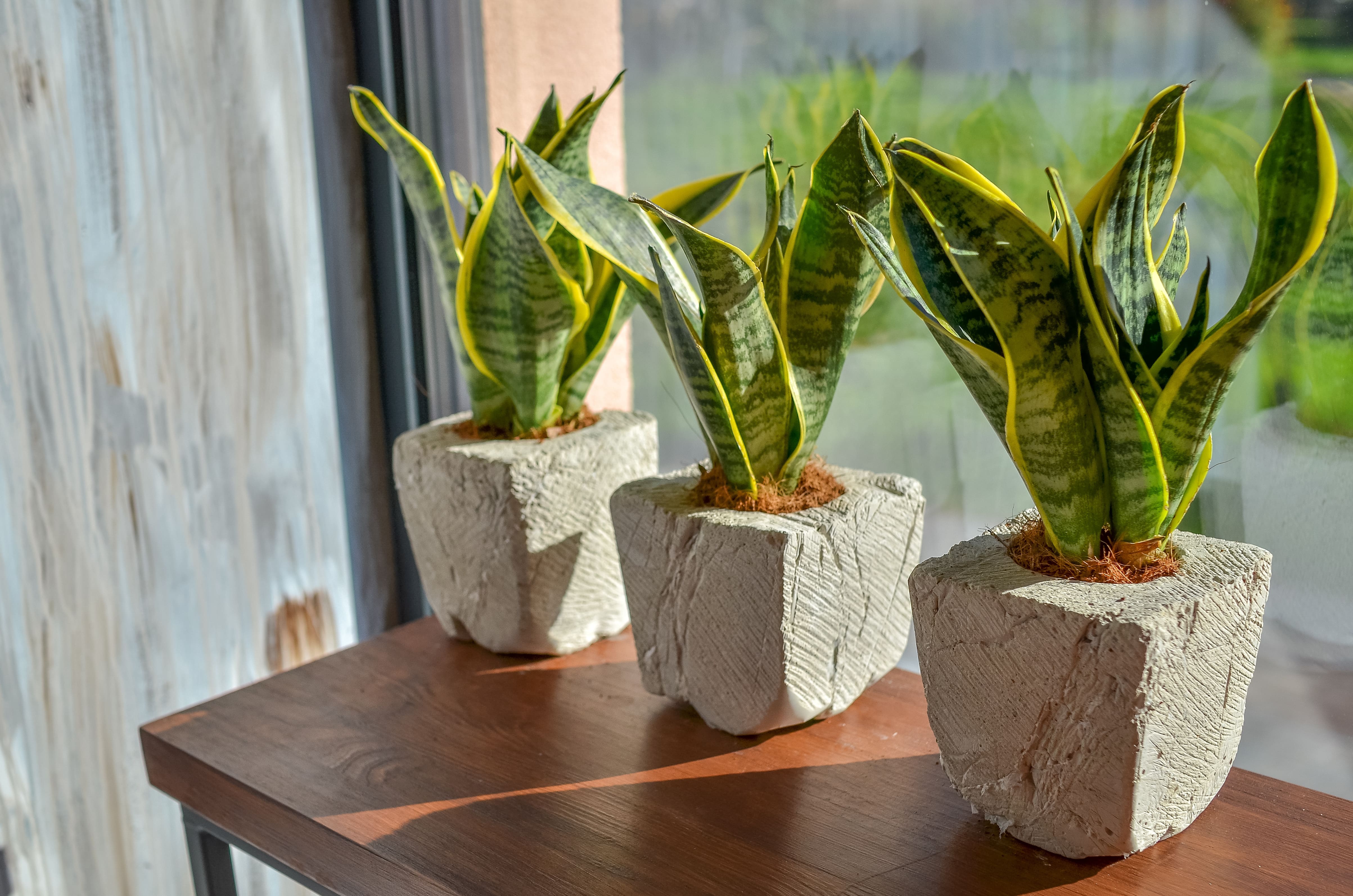 Three potted snake plants in distressed concrete planters lined up beside a sunny window indoors