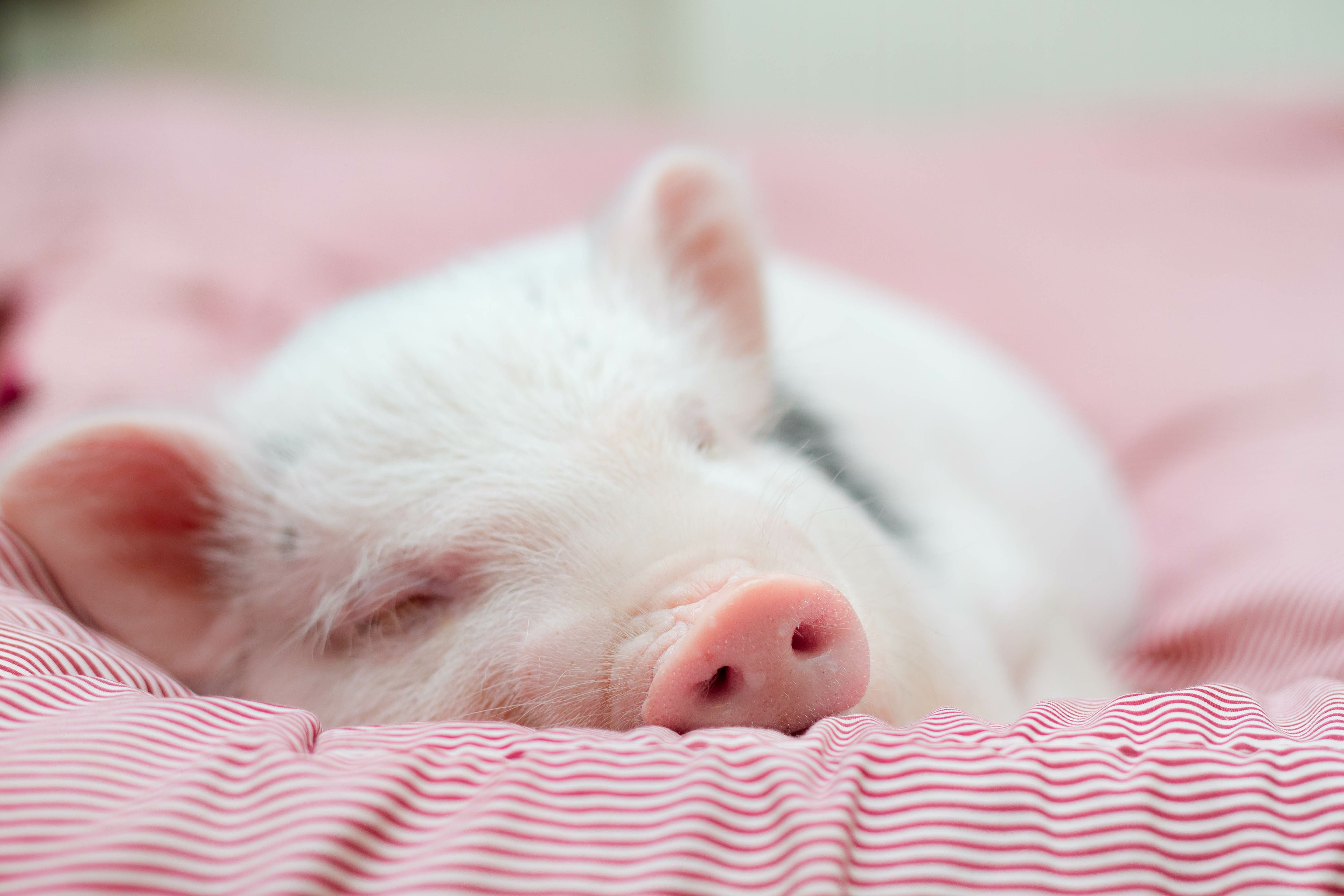 Piglet sleeping on a striped blanket