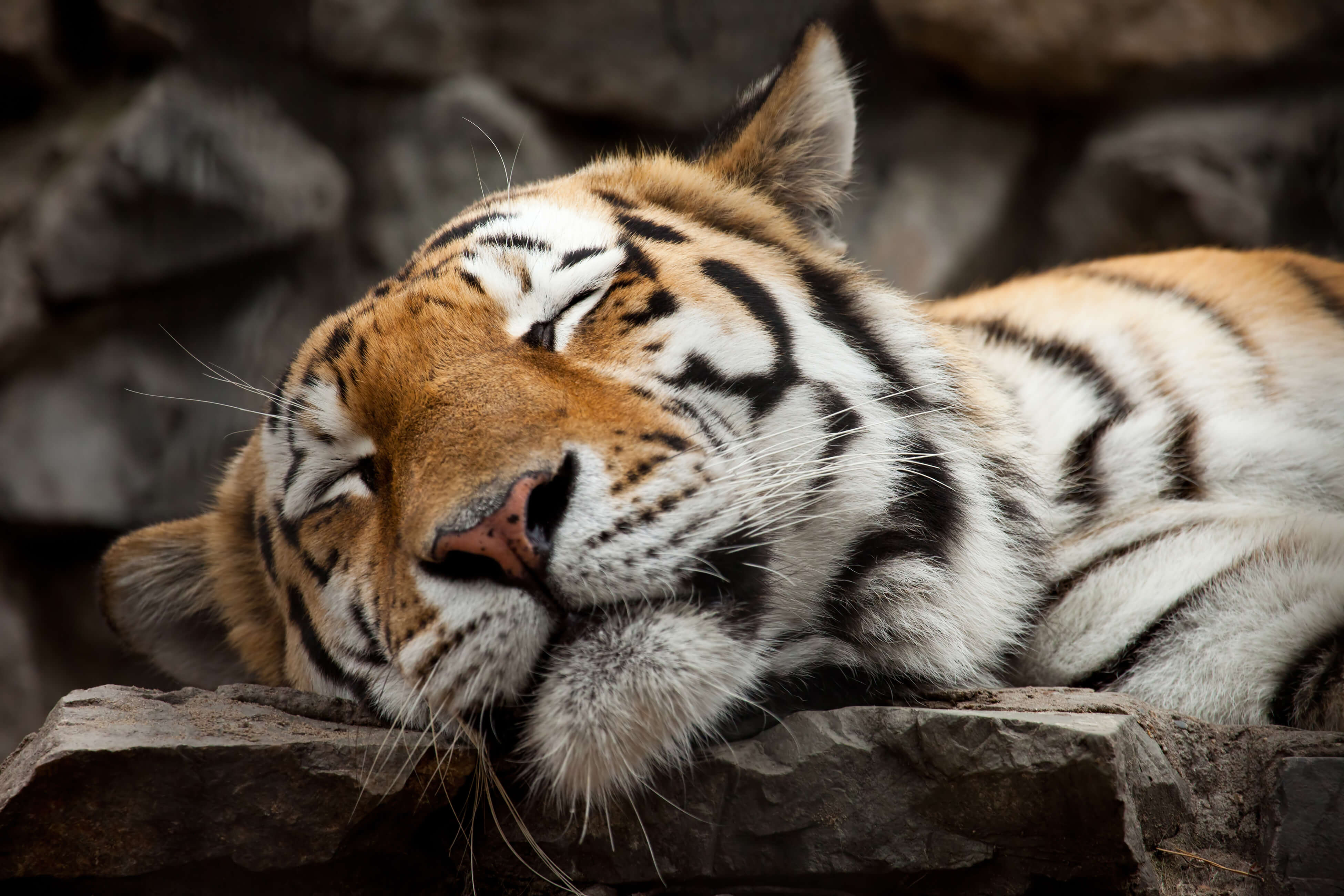 An adult tiger sleeping on some rocks