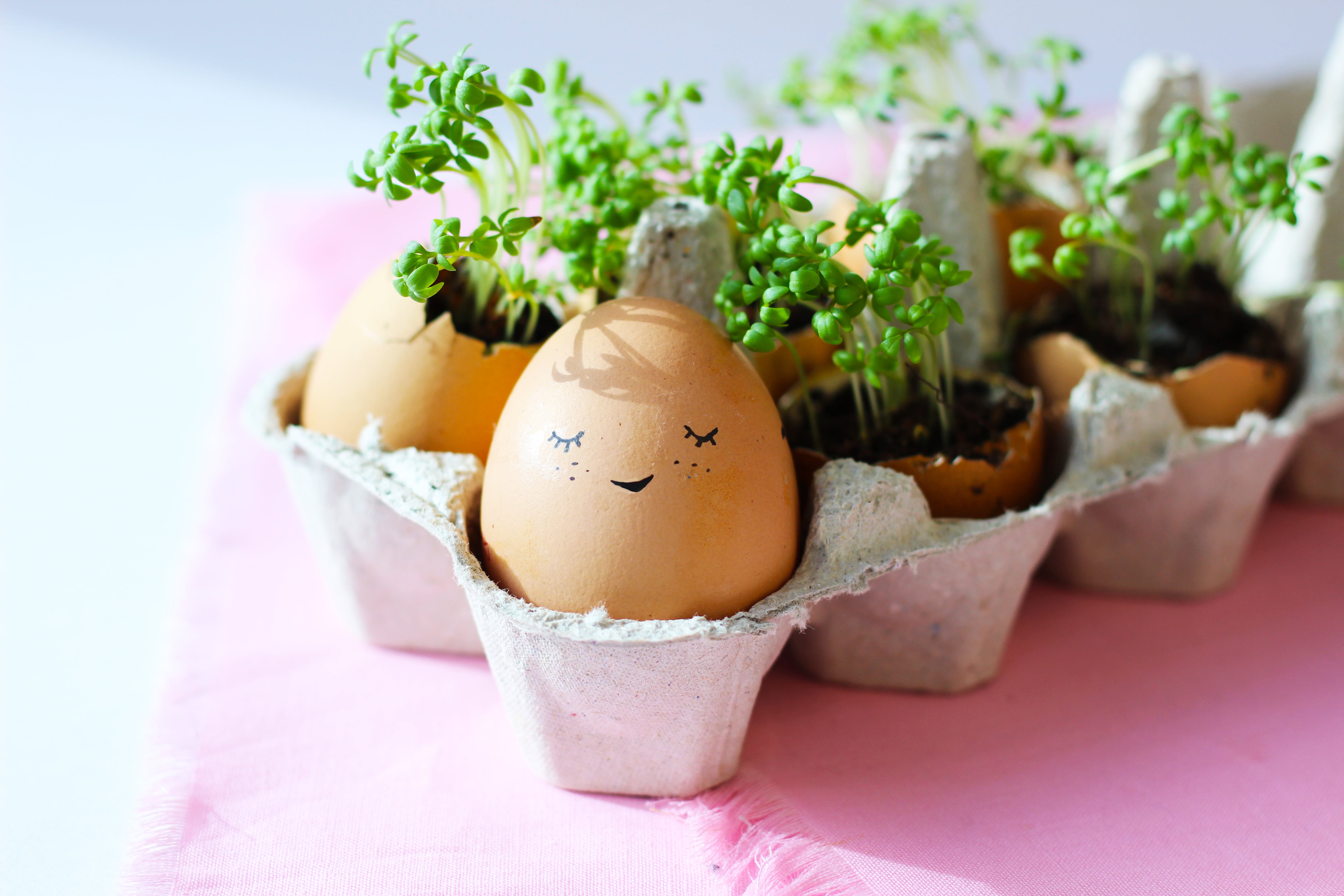 An egg box full of eggshells beginning to sprout cress after planting seeds.