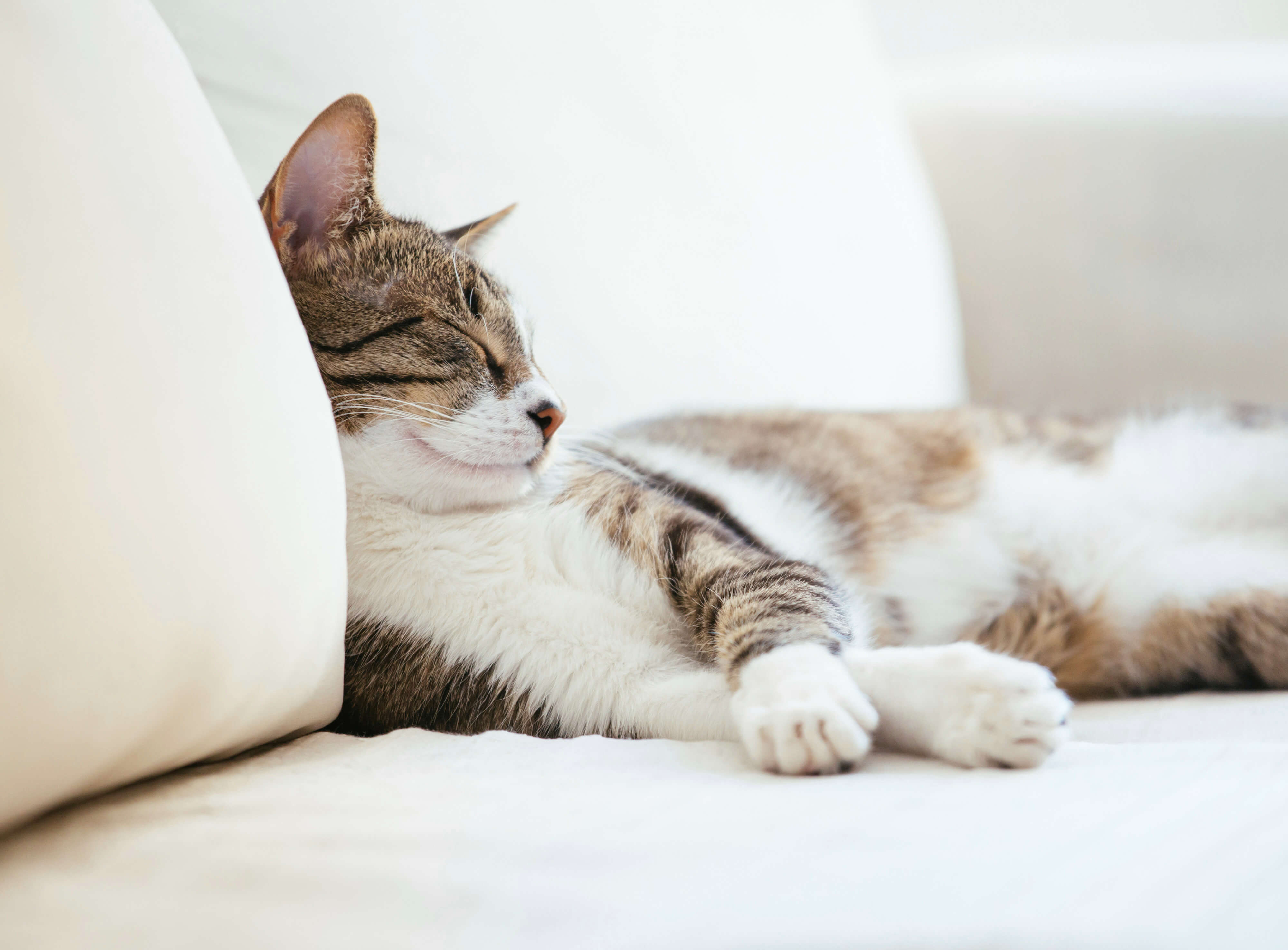 A tabby cat snoozing on a pristine white couch