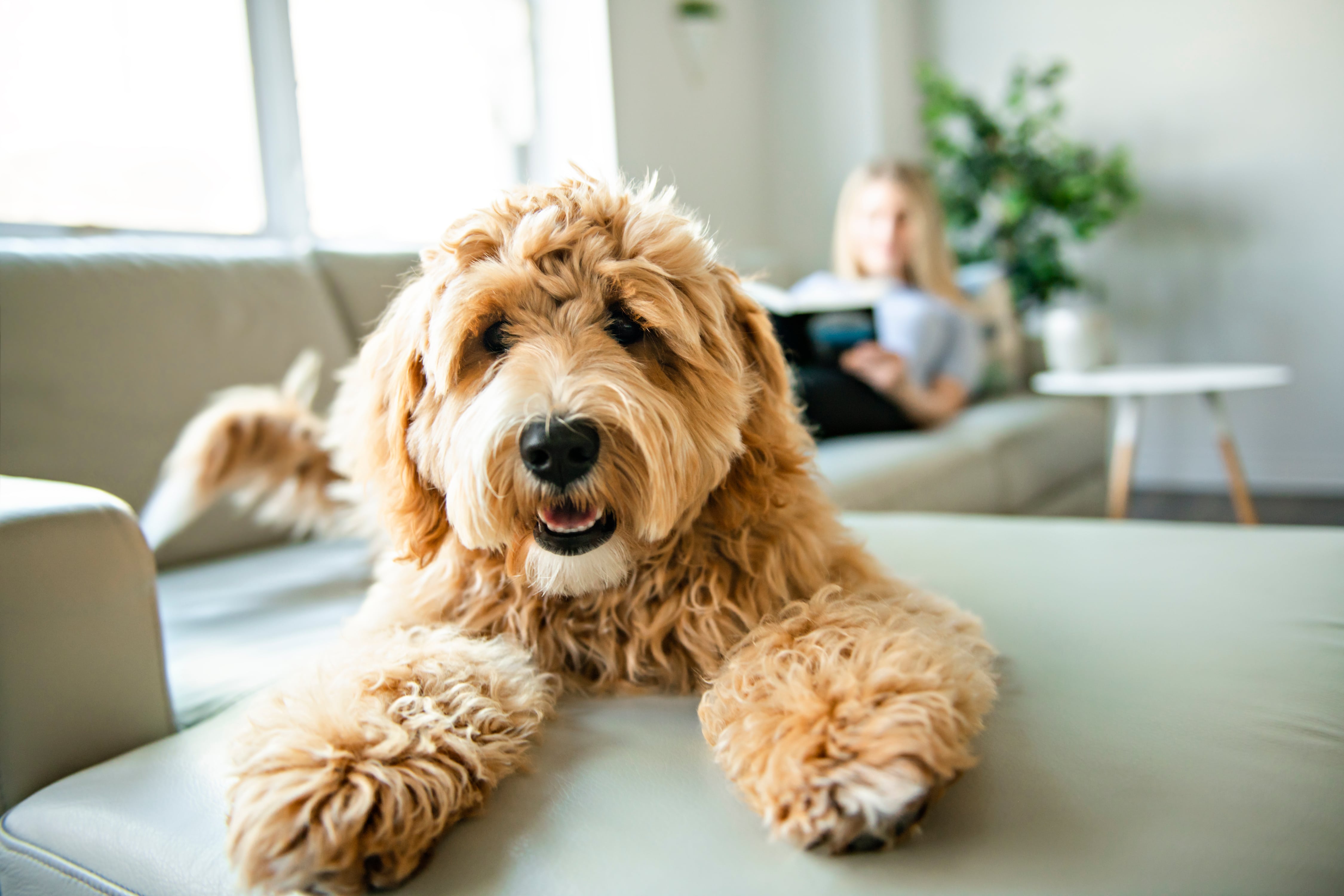 A dog looking into the camera lens while lying in the couch, in the background its owner is also lounging on the couch reading a book