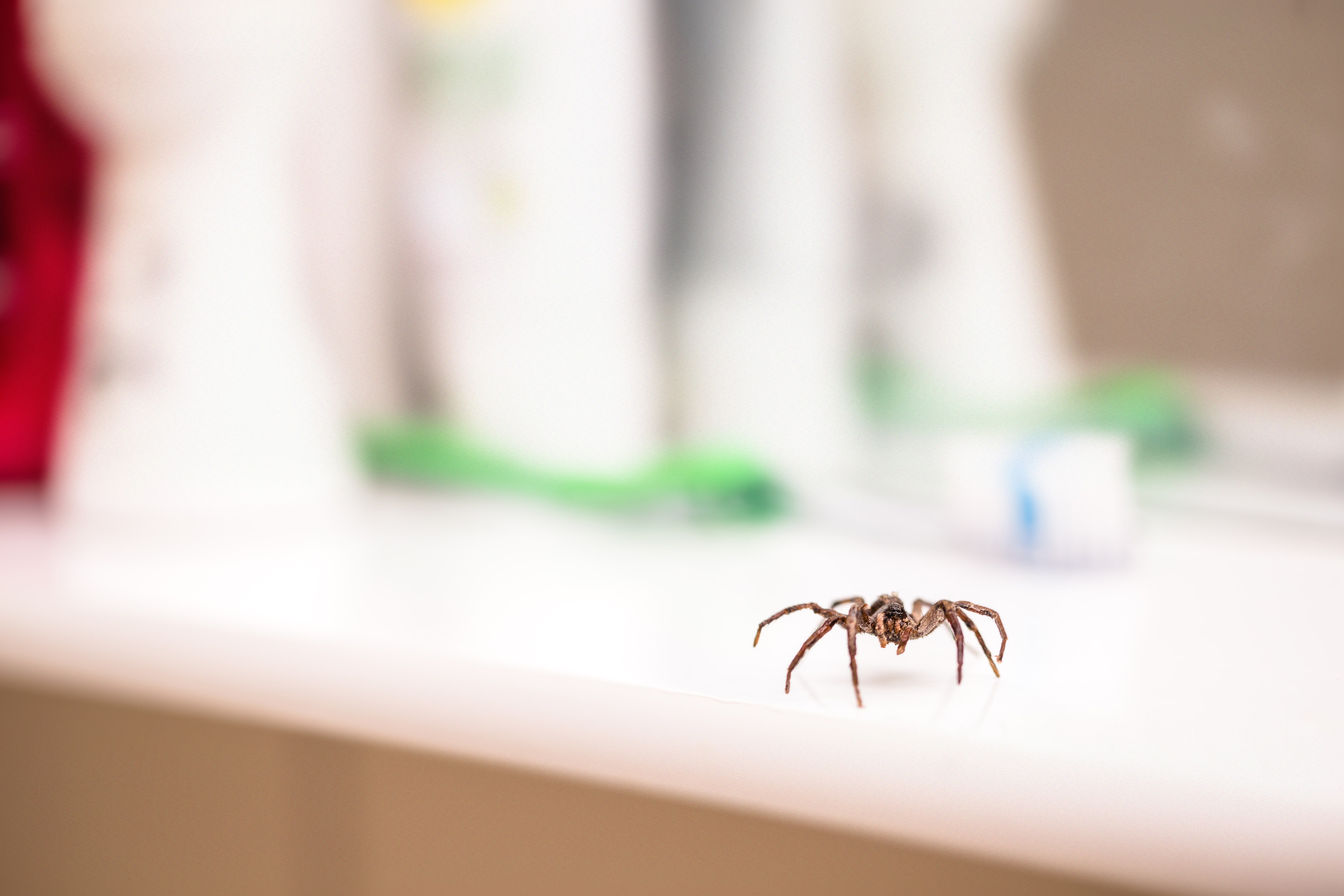 A spider scurrying along a countertop in the house.