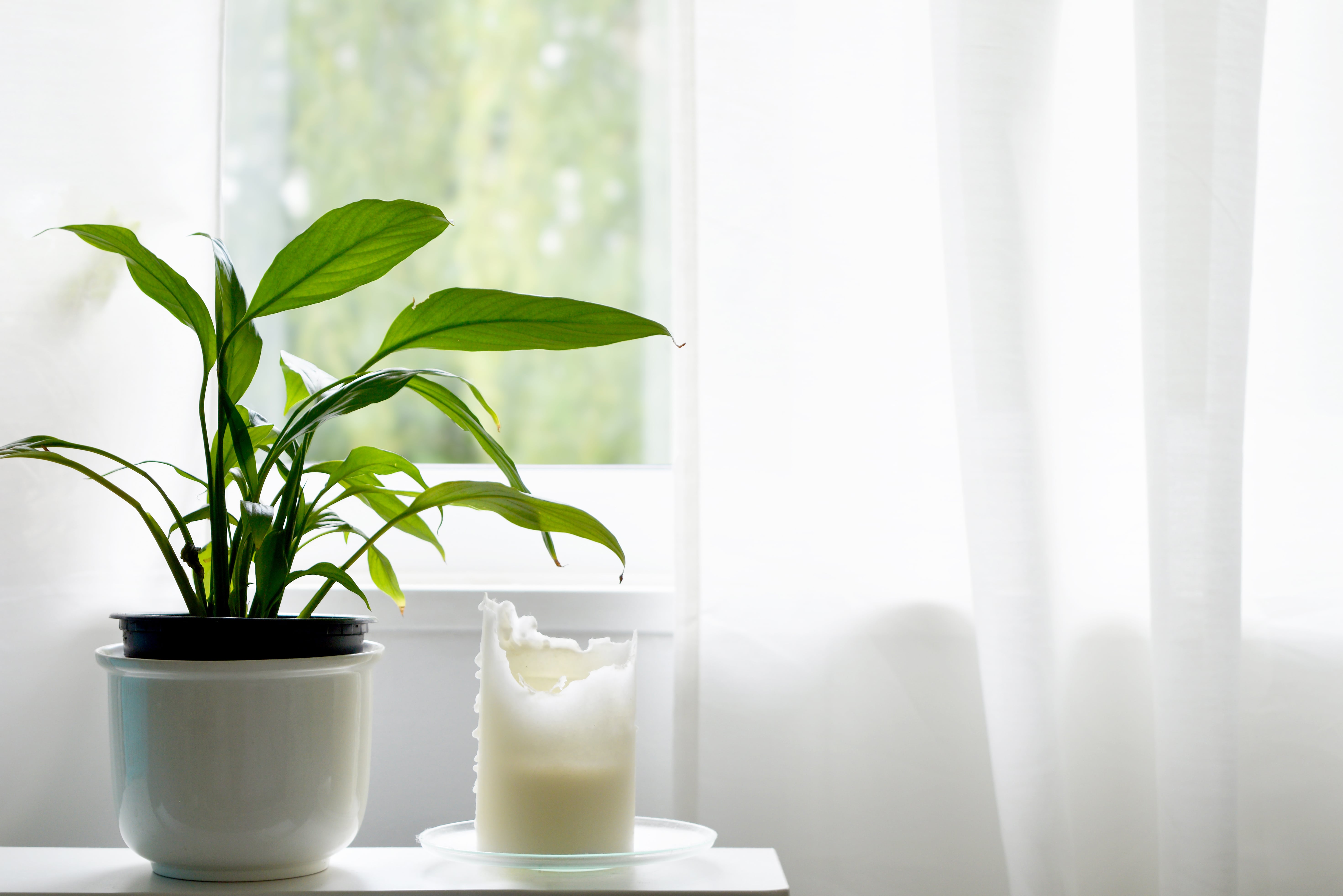 A potted peace lily in a calming white room