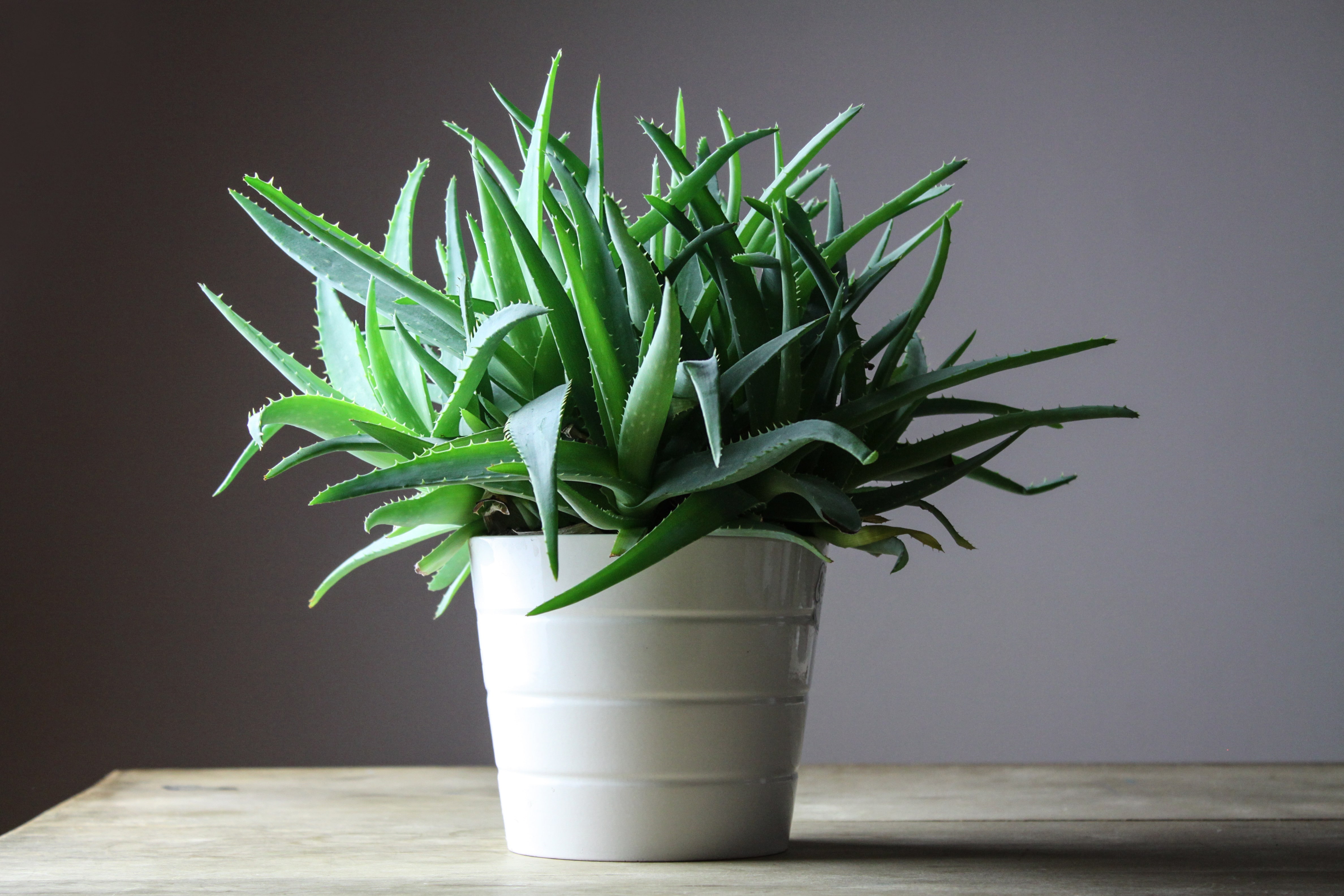 A vibrant green Aloe Vera house plant potted in a simple, white, metal planter and positioned against a deep purple-grey wall indoors