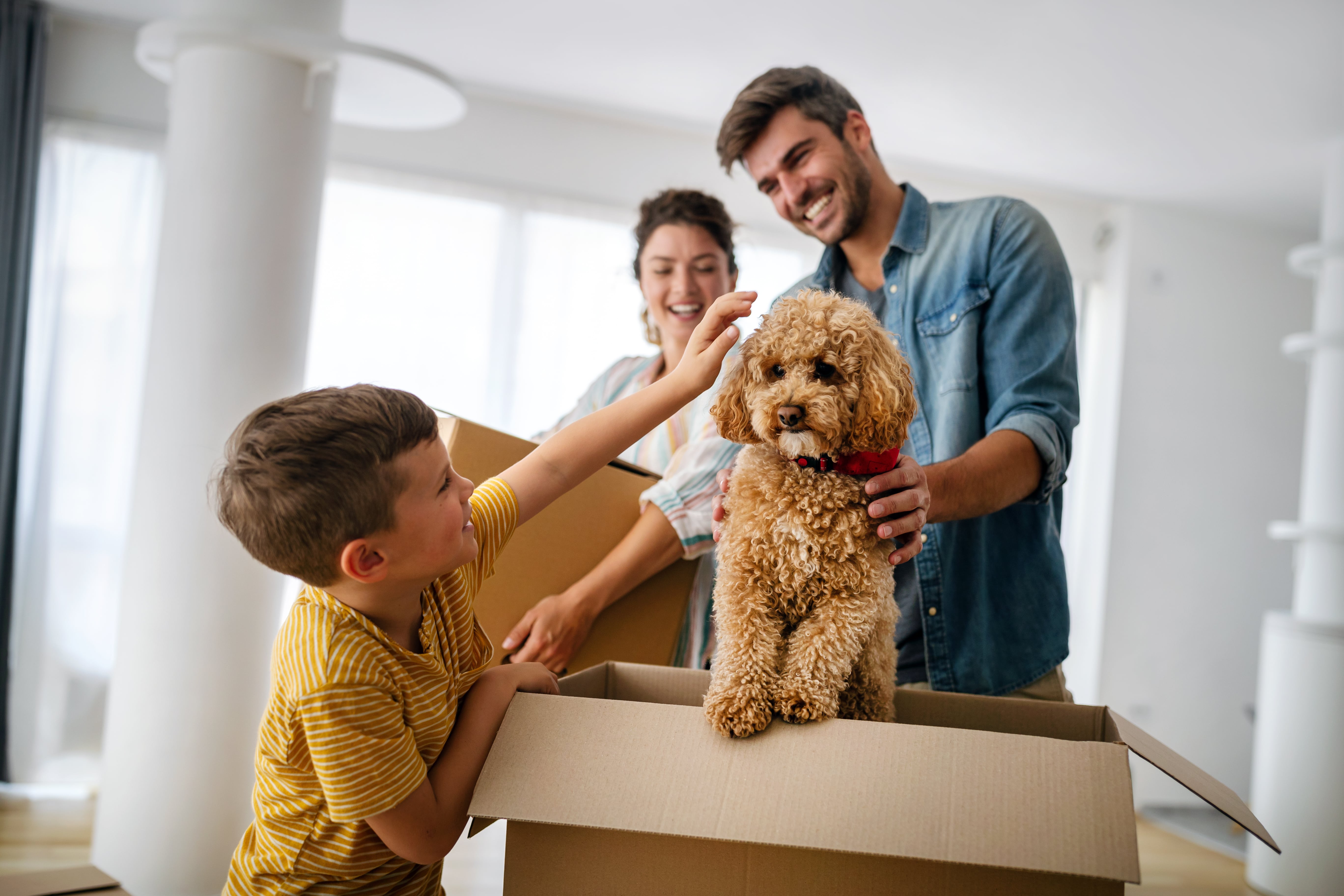 Image is the interior of a house. A dog sits in a cardboard box and is being patted by a young boy and man. A woman looks on smiling as she carries a closed cardboard box..