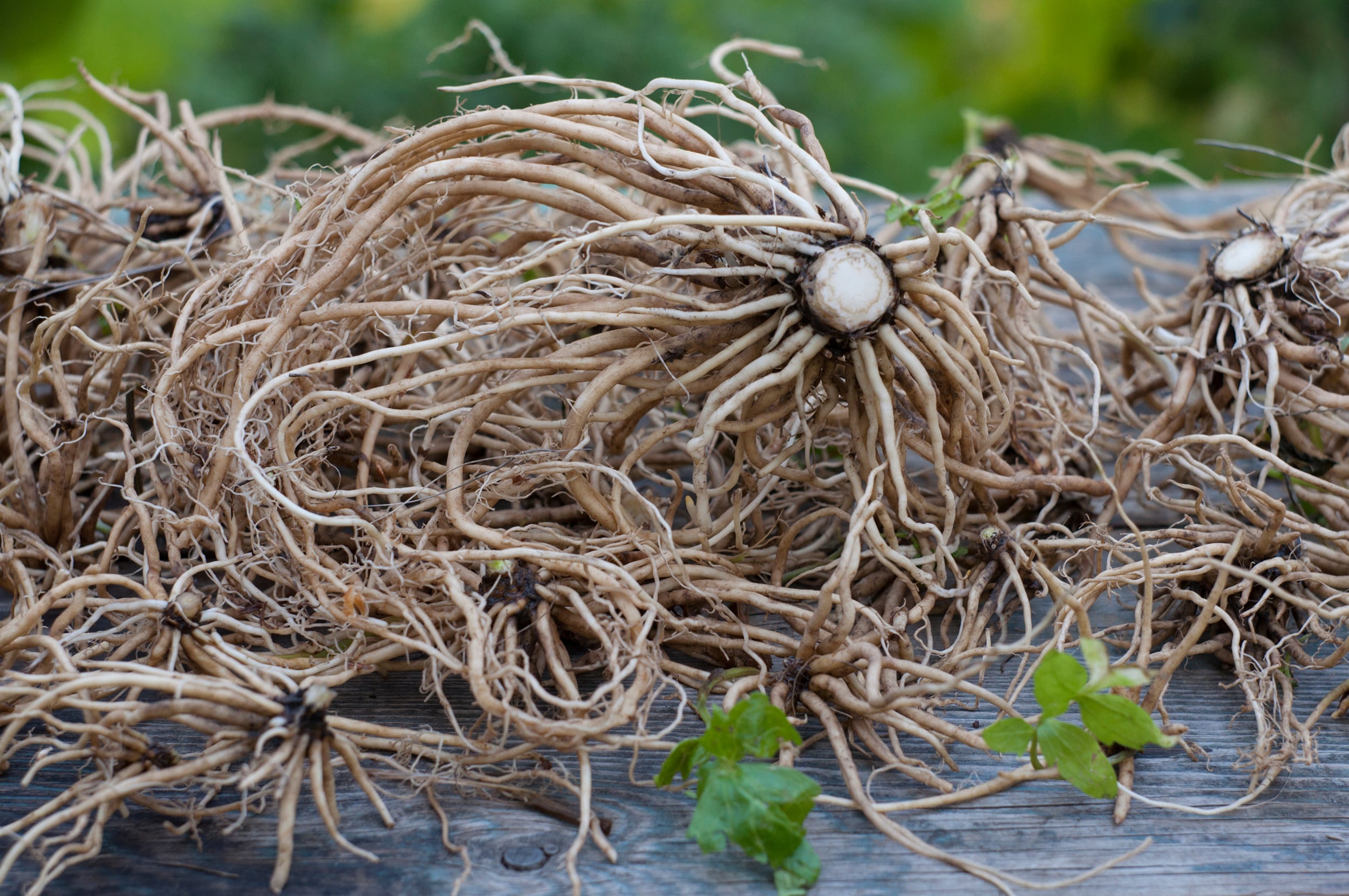 A picture of valerian root, a natural sleep remedy, in its natural form.