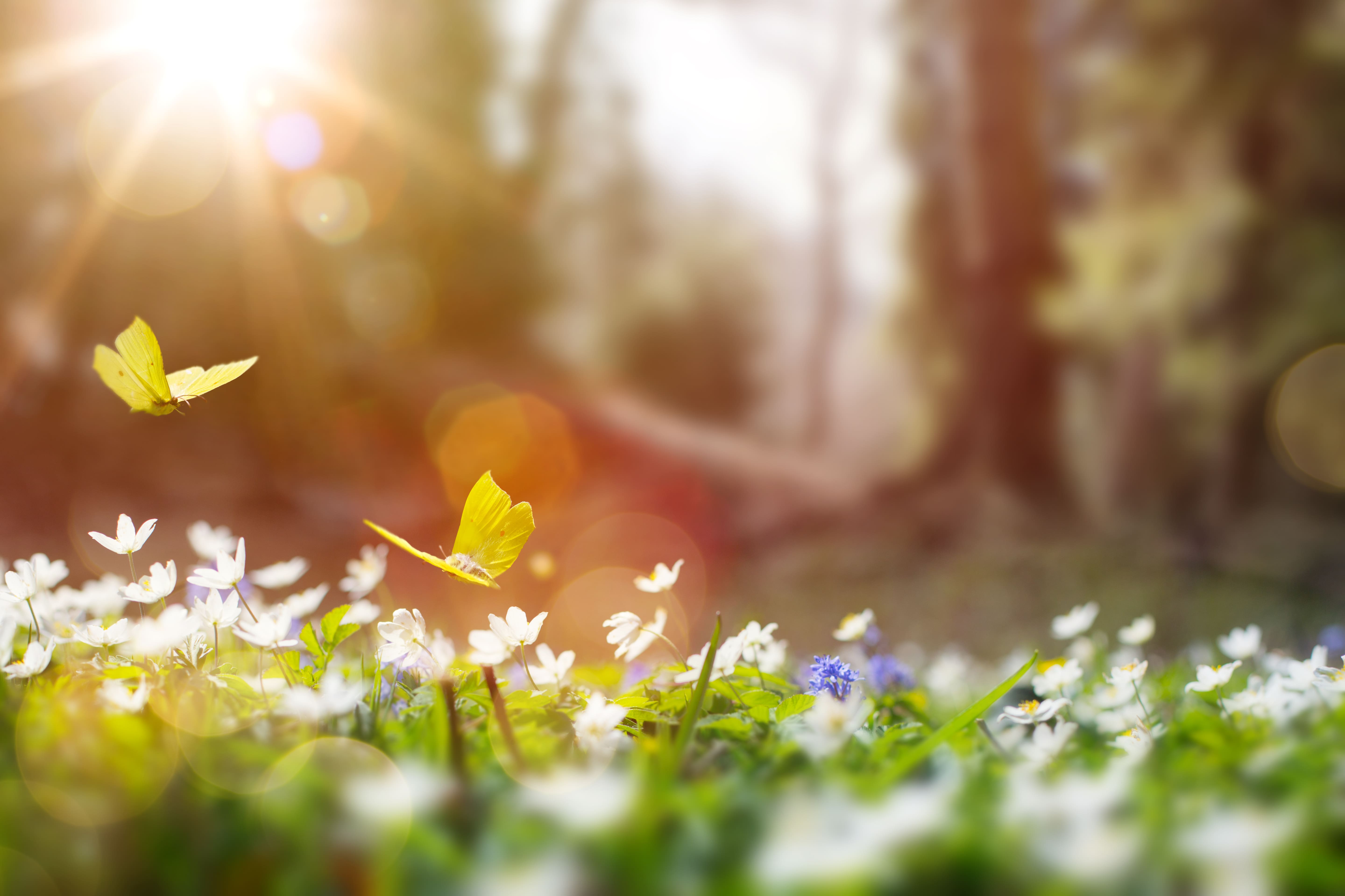 A hazy scene of spring sunshine bursting through the trees surrounded by a carpet of daisies and wild flowers. Two butterflies are dancing just above the flowers.