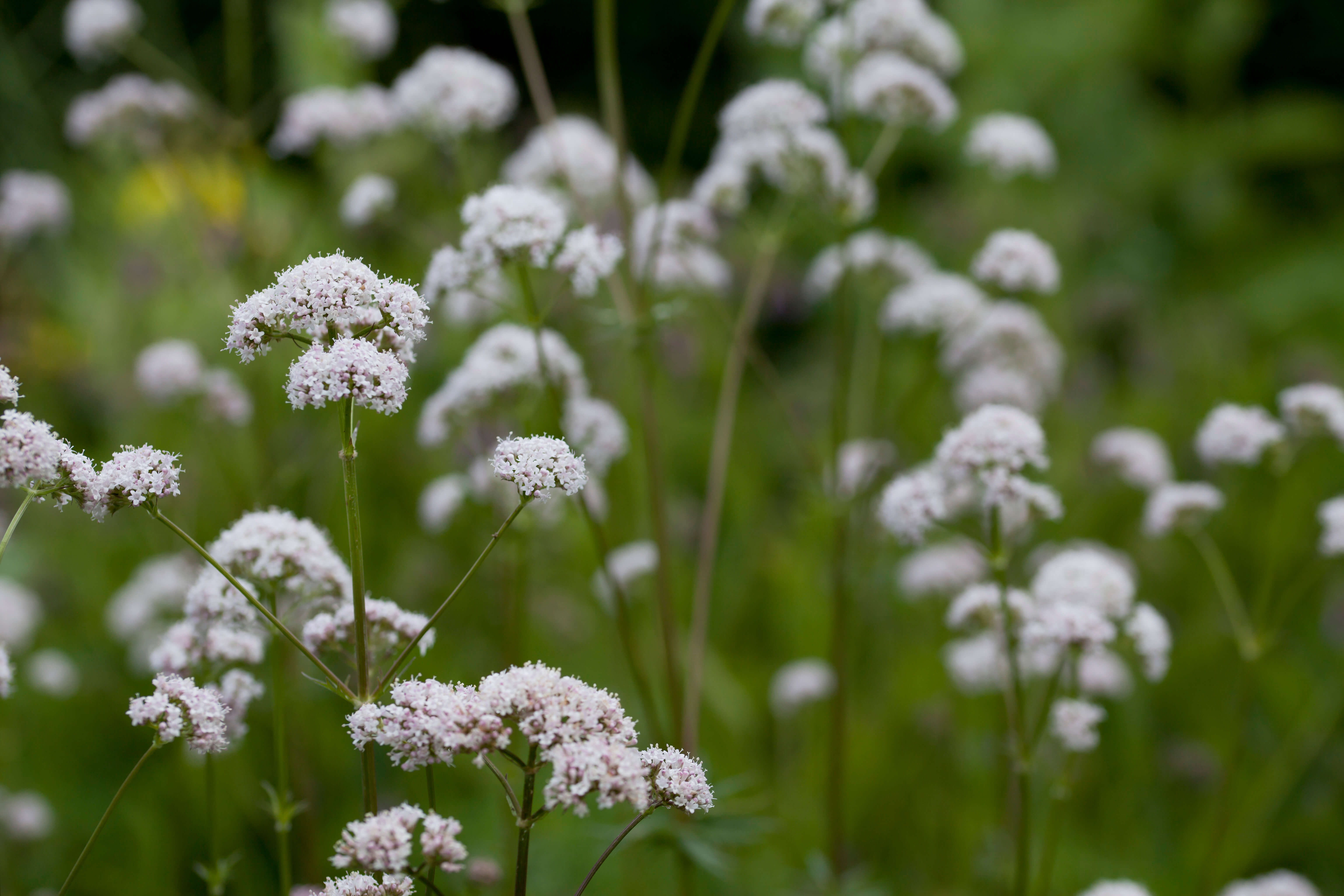 A close up image of the plant valeriana that is used to create the Valerian sleep supplement