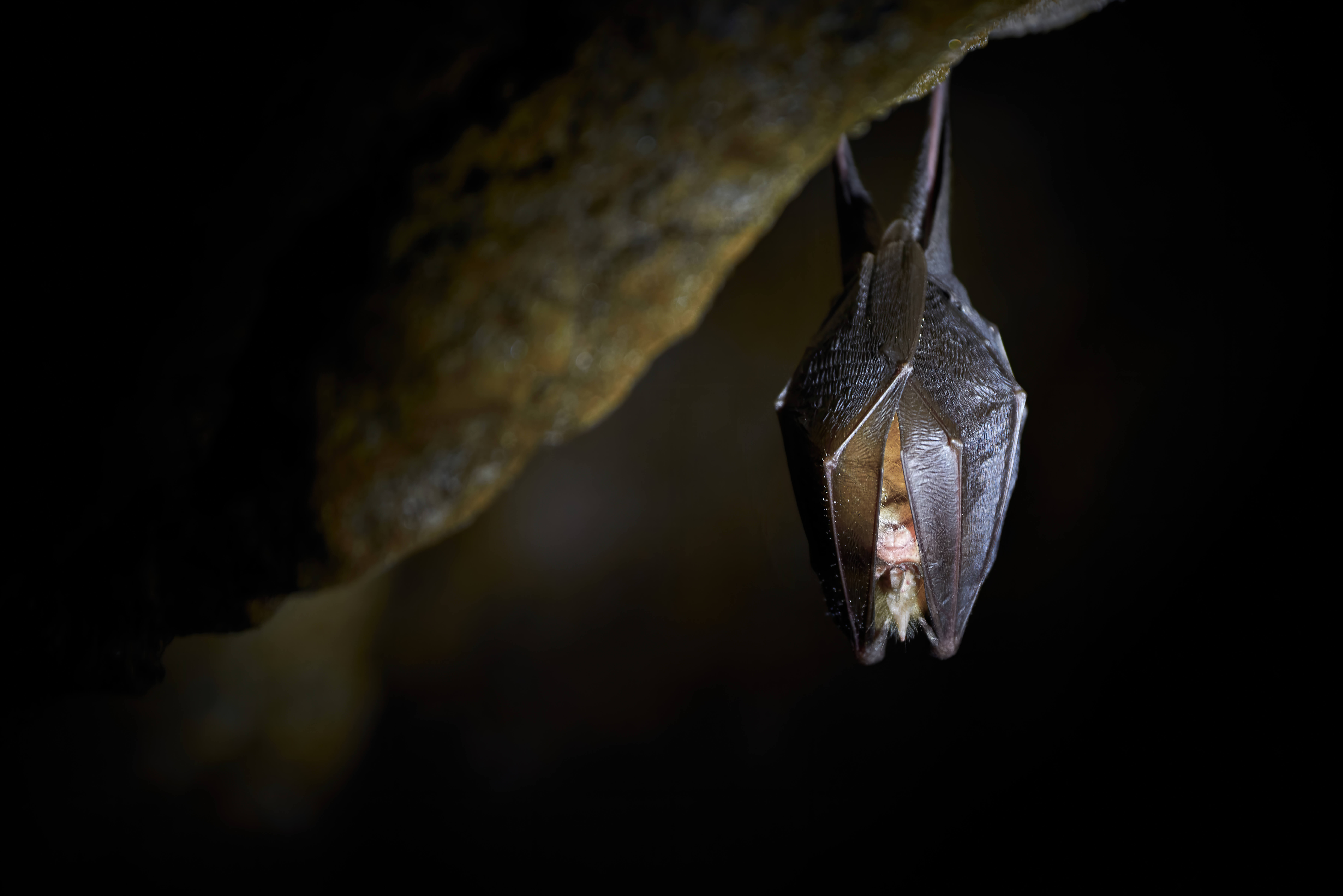 brown bat sleeping hanging from a cave