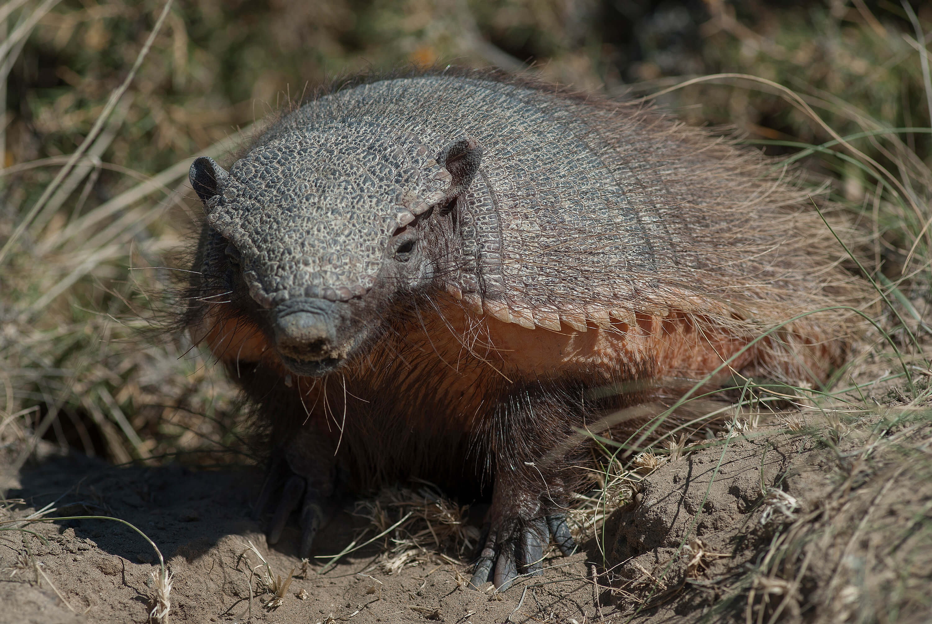 A giant armadillo in the dirt and long grass