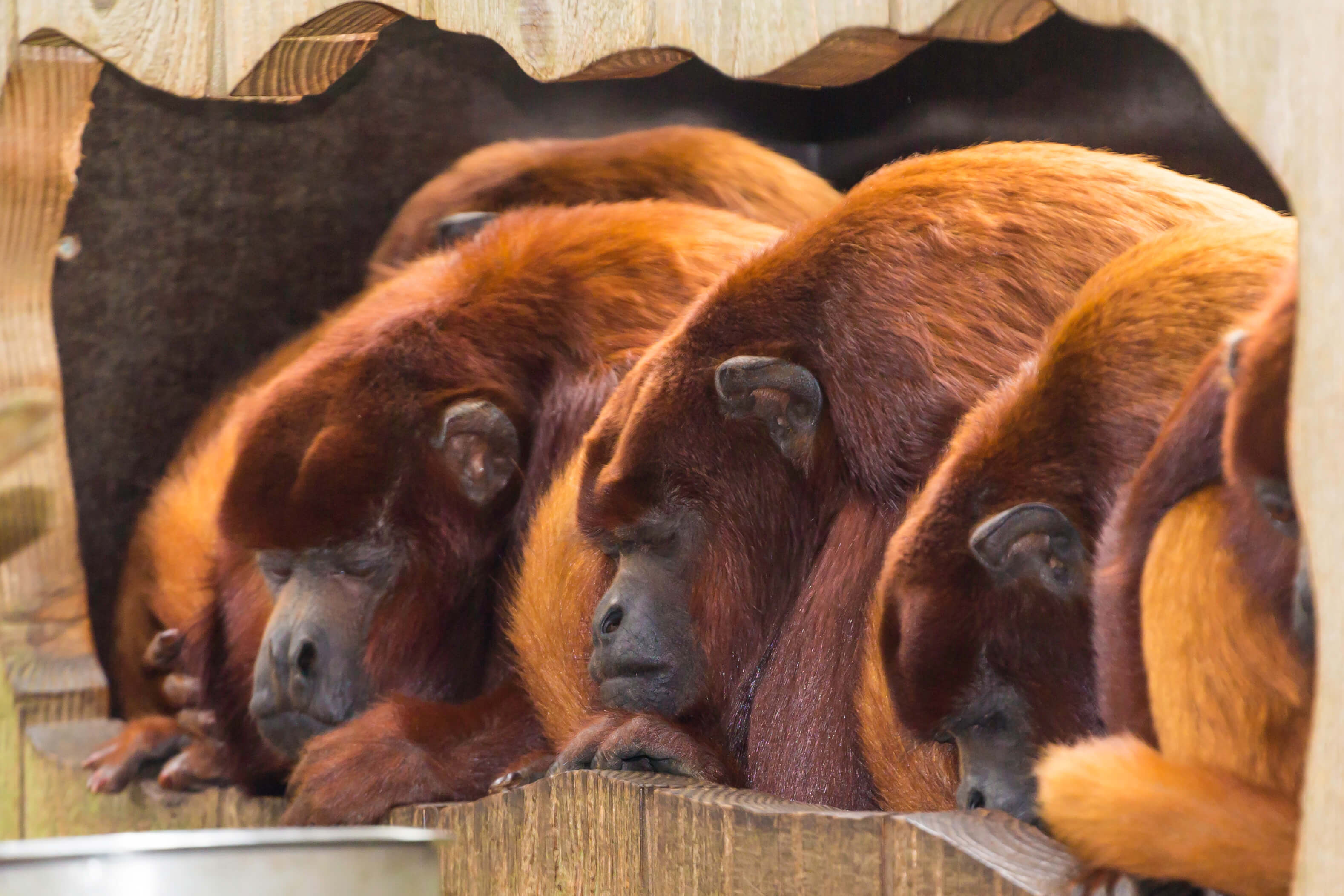 A row of five howler monkeys huddled together while sleeping