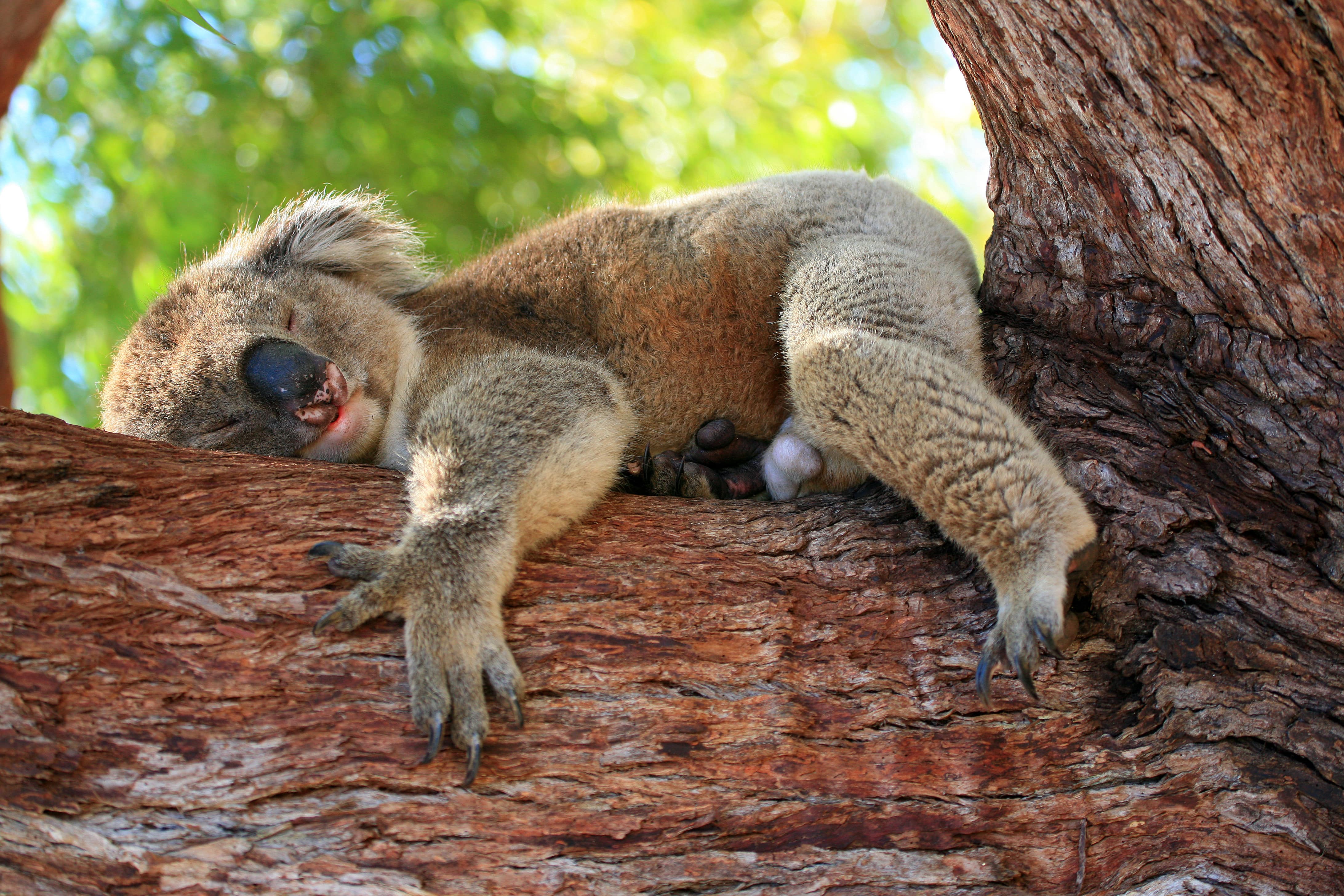 A koala snoozing on its side in a tree