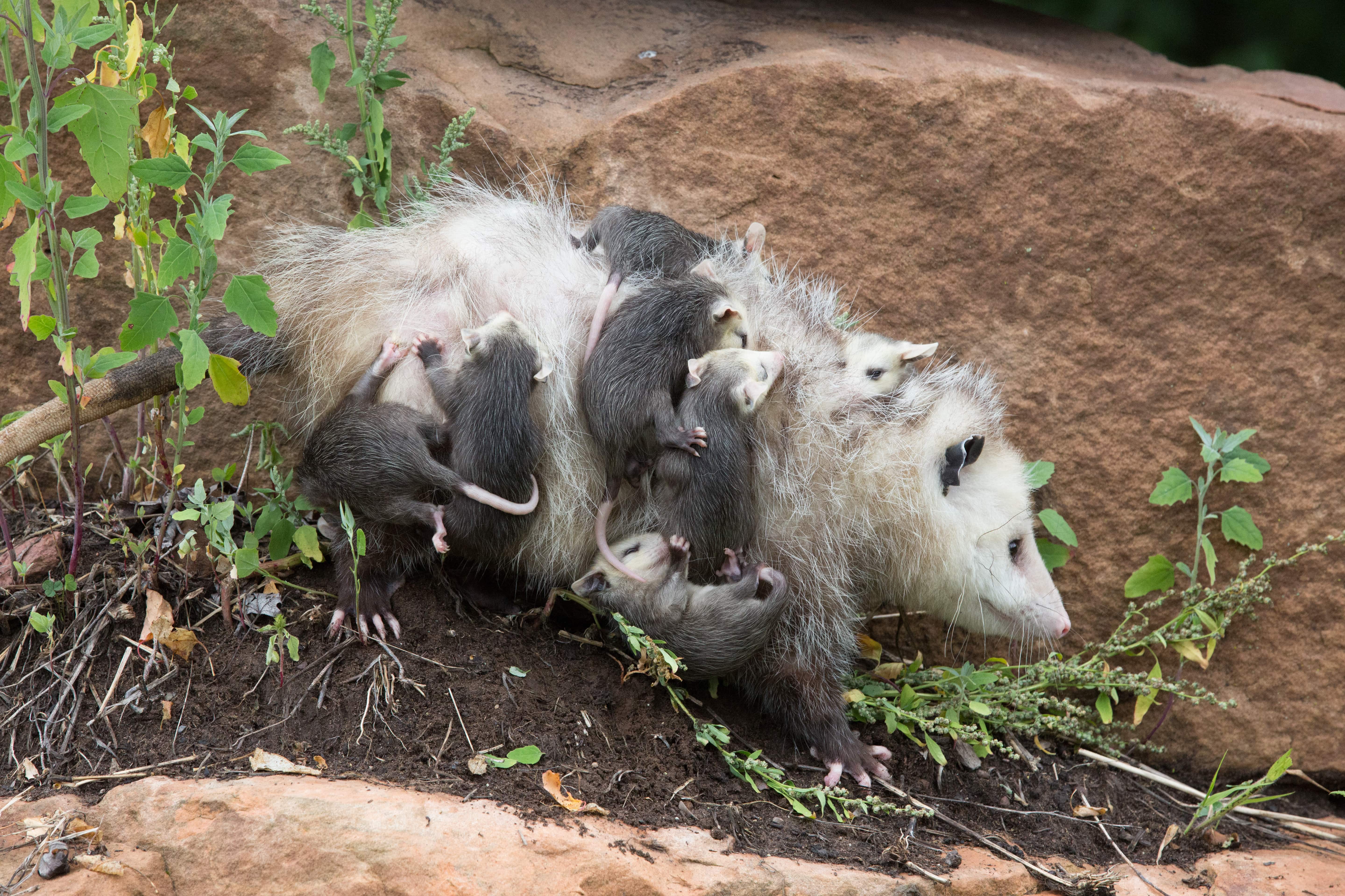 A mother opossum with seven babies clinging to her