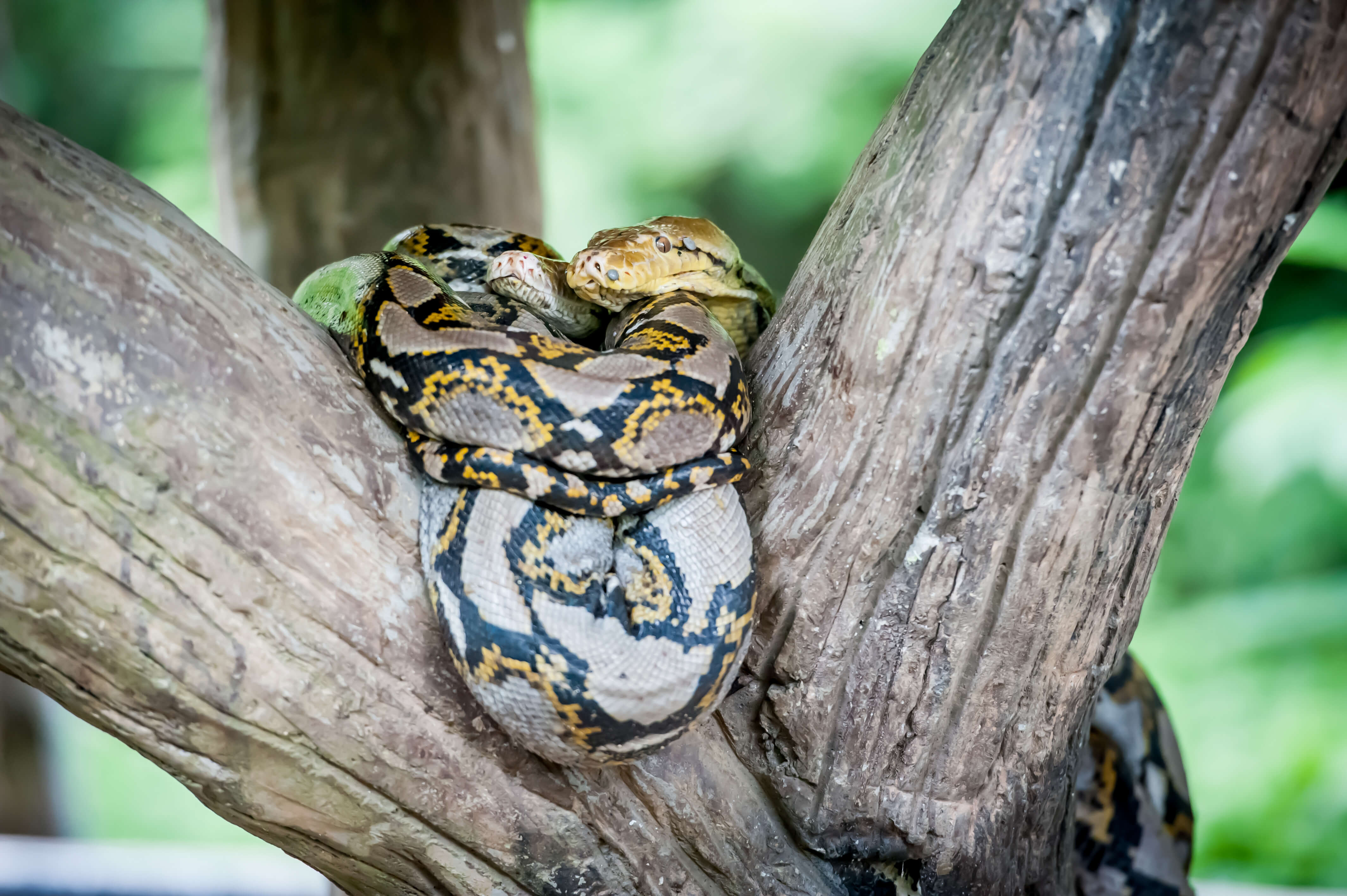 A python coiled up for a nap in a tree